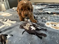 Ginger - Reserved for Sarah, a female Miniature Goldendoodle for sale in Beloit, WI – 4 of 9