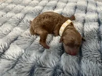 Laika, a female Miniature Goldendoodle for sale in Beloit, WI – 4 of 10