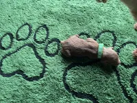 Hunter, a male Miniature Goldendoodle for sale in Whitewater, WI – 7 of 9