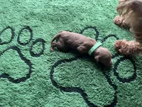 Hunter, a male Miniature Goldendoodle for sale in Whitewater, WI – 5 of 9
