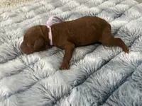 Leia, a female Miniature Goldendoodle for sale in Beloit, WI – 4 of 10