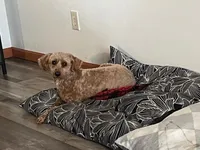 Expecting, a  Miniature Goldendoodle for sale in Whitewater, WI – Photo 1 of 5