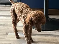 Expecting, a  Miniature Goldendoodle for sale in Whitewater, WI – Photo 3 of 5