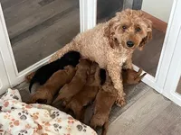 Expecting, a  Miniature Goldendoodle for sale in Whitewater, WI – Photo 6 of 6