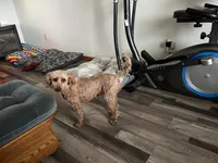 Expecting, a  Miniature Goldendoodle for sale in Whitewater, WI – Photo 2 of 5