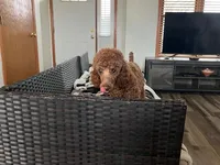 Expecting, a  Miniature Goldendoodle for sale in Whitewater, WI – Photo 5 of 5