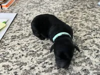 Shadow, a male Miniature Goldendoodle for sale in Whitewater, WI – 8 of 8