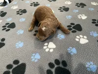 Ginger, a female Miniature Goldendoodle for sale in Beloit, WI – 6 of 7