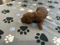 Razz - Reserved for Trina, a male Miniature Goldendoodle for sale in Whitewater, WI – 4 of 8