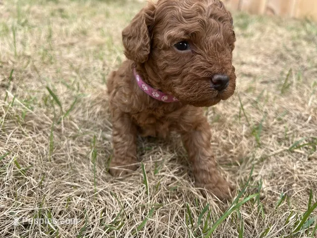 Leia – Miniature Goldendoodle puppy for sale in Beloit, WI
