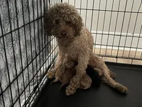 Bell, a female Miniature Goldendoodle for sale in Beloit, WI – 9 of 9