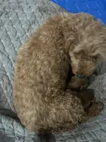 Ruby, a female Miniature Goldendoodle for sale in Whitewater, WI – 6 of 10