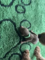 Hunter, a male Miniature Goldendoodle for sale in Whitewater, WI – 9 of 9