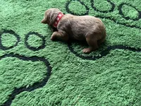 Cayenne, a male Miniature Goldendoodle for sale in Whitewater, WI – 6 of 8