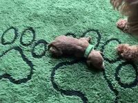 Hunter, a male Miniature Goldendoodle for sale in Whitewater, WI – 6 of 9