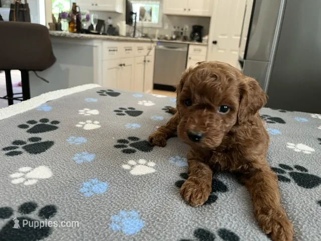Hunter – Miniature Goldendoodle puppy for sale in Beloit, WI