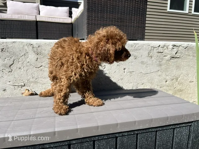 Leia – Miniature Goldendoodle puppy for sale in Beloit, WI