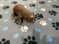 Ginger, a female Miniature Goldendoodle for sale in Beloit, WI – 4 of 7