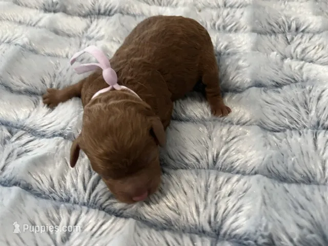 Leia – Miniature Goldendoodle puppy for sale in Beloit, WI