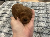 Rocco, a male Miniature Goldendoodle for sale in Beloit, WI – 9 of 10