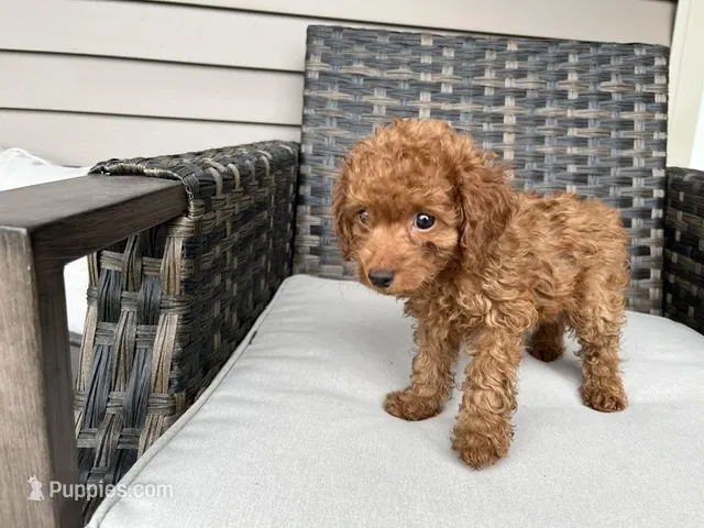 Leia – Miniature Goldendoodle puppy for sale in Beloit, WI
