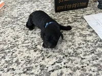 Coal, a male Miniature Goldendoodle for sale in Whitewater, WI – 7 of 8