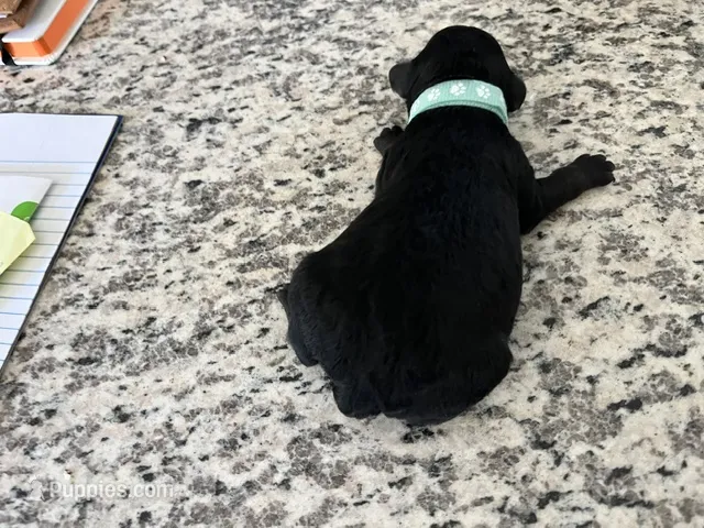 Shadow – Miniature Goldendoodle puppy for sale in Whitewater, WI