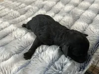 Nova, a female Miniature Goldendoodle for sale in Beloit, WI – 6 of 10