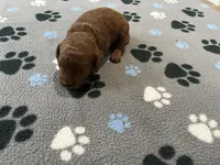 Razz - Reserved for Trina, a male Miniature Goldendoodle for sale in Whitewater, WI – 2 of 8