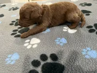 Cayenne - Reserved for Ronnie, a male Miniature Goldendoodle for sale in Whitewater, WI – 5 of 10