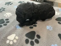 Coal - Reserved for Alli, a male Miniature Goldendoodle for sale in Whitewater, WI – 2 of 6