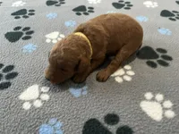 Rocco, a male Miniature Goldendoodle for sale in Beloit, WI – 2 of 10