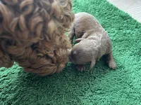 Ginger, a female Miniature Goldendoodle for sale in Whitewater, WI – 2 of 9