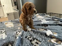 Ginger - Reserved for Sarah, a female Miniature Goldendoodle for sale in Beloit, WI – 5 of 9