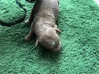Ginger, a female Miniature Goldendoodle for sale in Whitewater, WI – 7 of 9