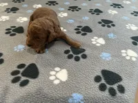 Razz - Reserved for Trina, a male Miniature Goldendoodle for sale in Whitewater, WI – 1 of 8