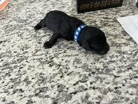 Coal, a male Miniature Goldendoodle for sale in Whitewater, WI – 8 of 8