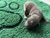 Ginger, a female Miniature Goldendoodle for sale in Whitewater, WI – 5 of 9