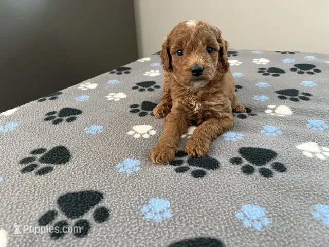 Ginger – Miniature Goldendoodle puppy for sale in Beloit, WI
