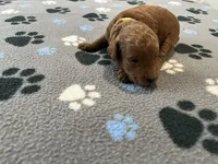 Rocco, a male Miniature Goldendoodle for sale in Beloit, WI – 5 of 10