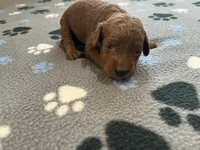 Ruby - Reserved for Evelyn, a female Miniature Goldendoodle for sale in Whitewater, WI – 2 of 10
