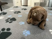 Ginger, a female Miniature Goldendoodle for sale in Beloit, WI – 2 of 7
