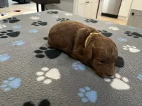 Rocco, a male Miniature Goldendoodle for sale in Beloit, WI – 4 of 10