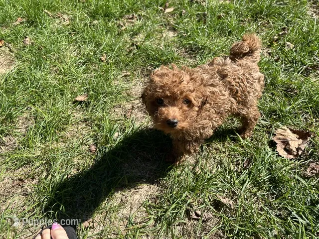 Laika – Miniature Goldendoodle puppy for sale in Beloit, WI