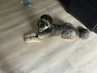 Rocki II, a male Poodle - Standard  for sale in Beloit, WI – 8 of 9