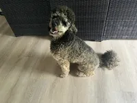 Rocki II, a male Poodle - Standard  for sale in Beloit, WI – 9 of 9