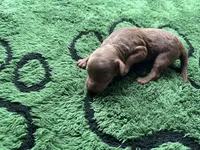 Ruby, a female Miniature Goldendoodle for sale in Whitewater, WI – 2 of 10