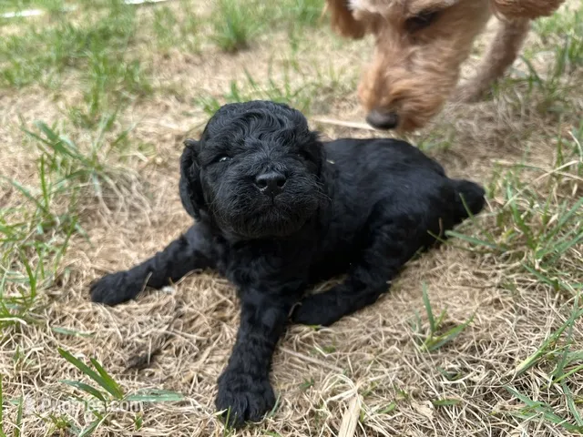 Nova – Miniature Goldendoodle puppy for sale in Beloit, WI