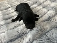 Nova, a female Miniature Goldendoodle for sale in Beloit, WI – 3 of 10