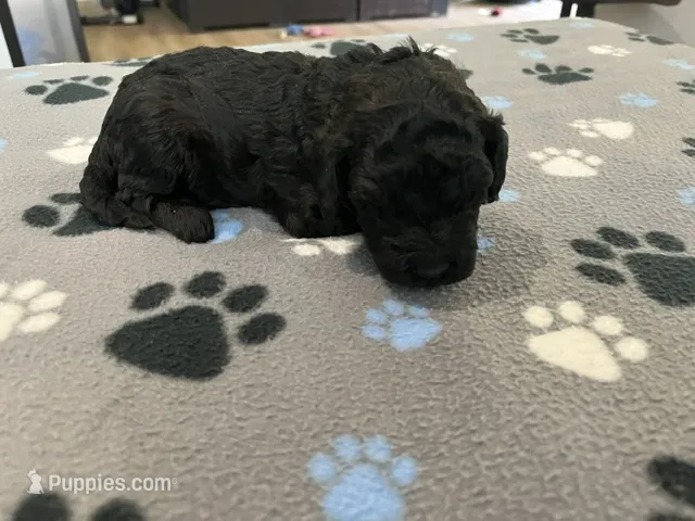 Coal – Miniature Goldendoodle puppy for sale in Whitewater, WI